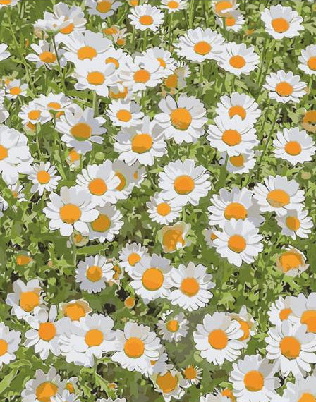 daisy pattern